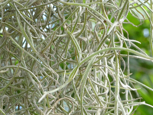 Тилландсия уснеевидная - Tillandsia usneoides