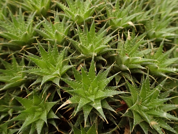 Дейтерокохния коротколистная - Deuterocohnia brevifolia