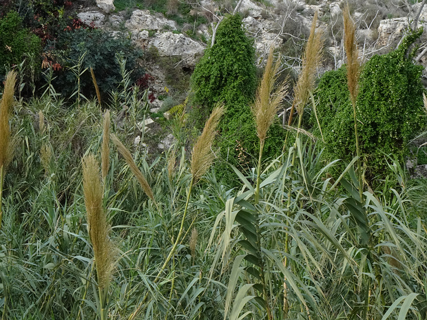 Арундо тростниковый - Arundo donax