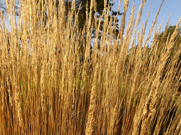 Вейник x остроцветковый - Calamagrostis x acutiflora