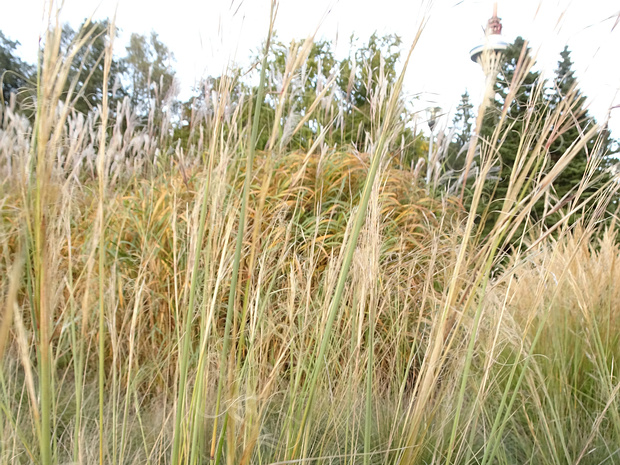 Ковыль волосовидный, Тырса - Stipa capillata