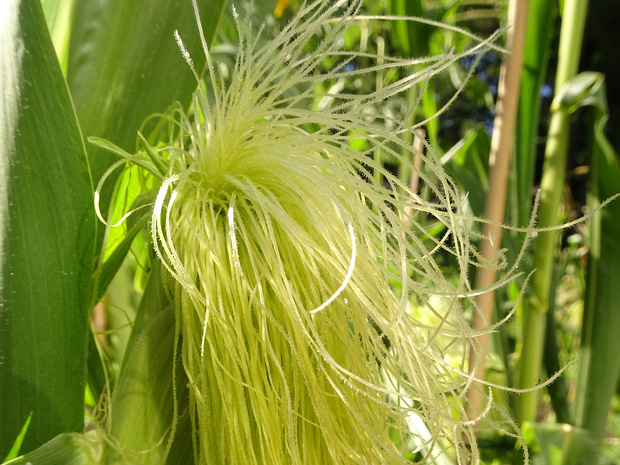 Кукуруза обыкновенная 'Золотой Бантам' - Zea mays 'Golden Bantam'