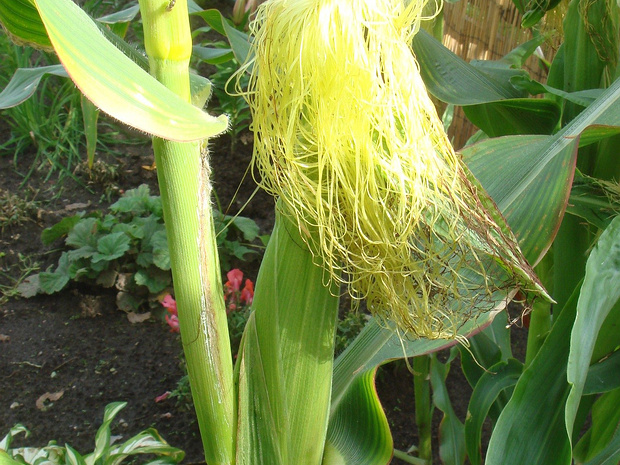 Кукуруза обыкновенная - Zea mays