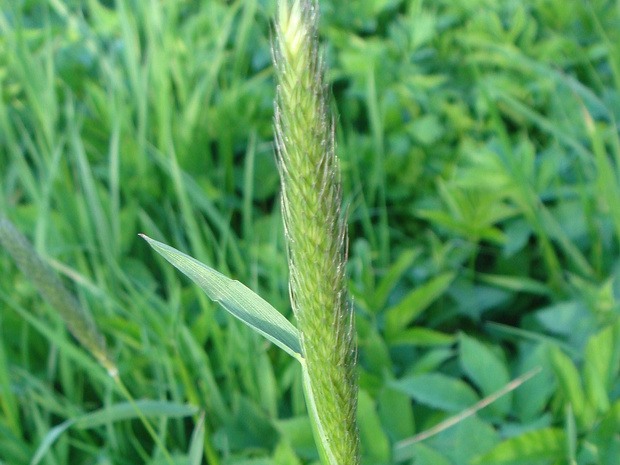 Лисохвост луговой - Alopecurus pratensis