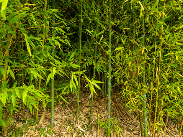 Листоколосник золотой - Phyllostachys aurea