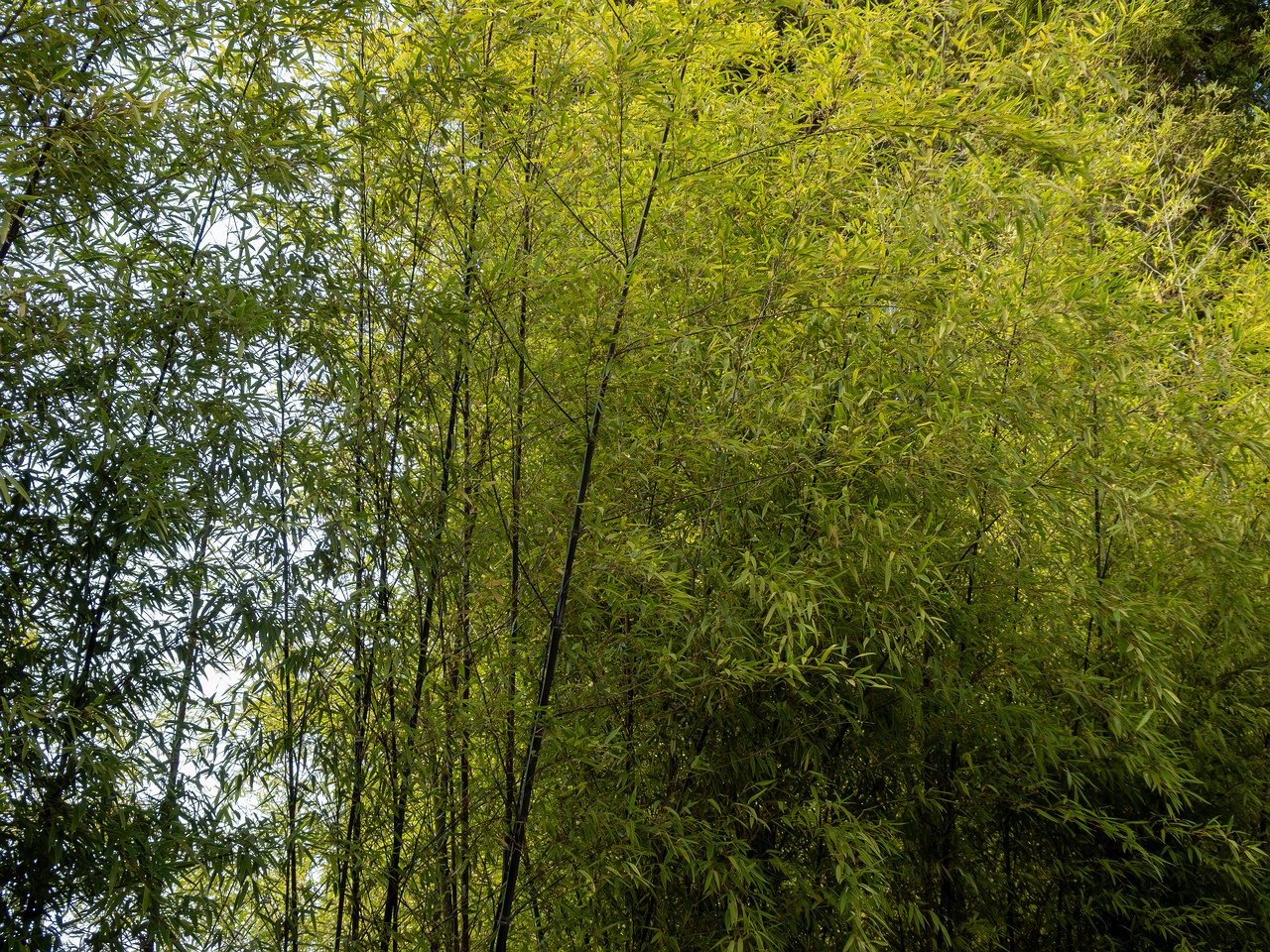 Phyllostachys nigra _2025-08-19_1-2