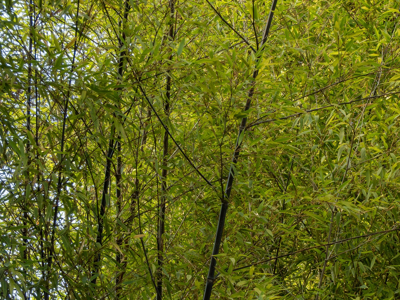 Phyllostachys nigra _2025-08-19_1-3