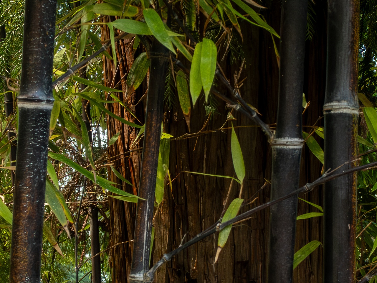 Phyllostachys nigra _2025-08-19_1-5