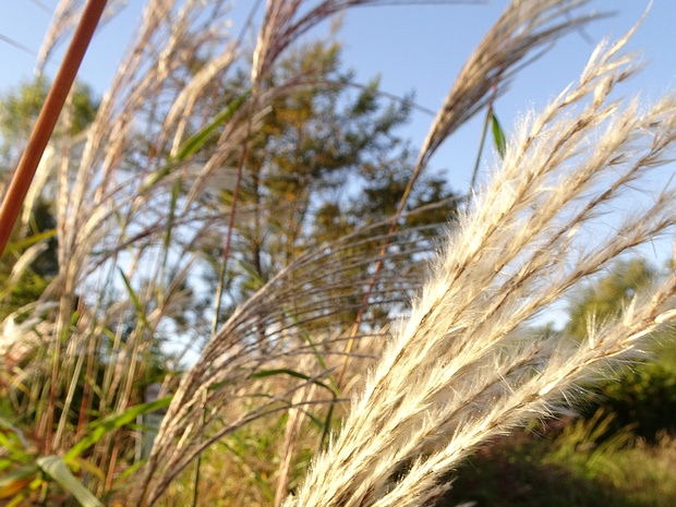 Мискантус сахароцветный - Miscanthus sacchariflorus