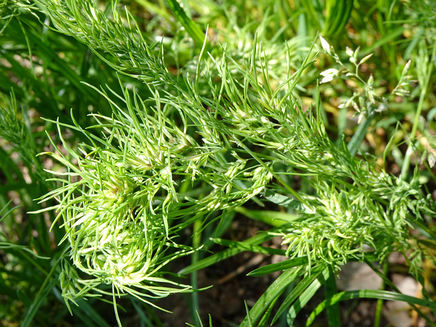 Мятлик луковичный - Poa bulbosa