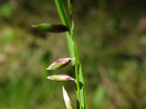 Перловник поникший - Melica nutans