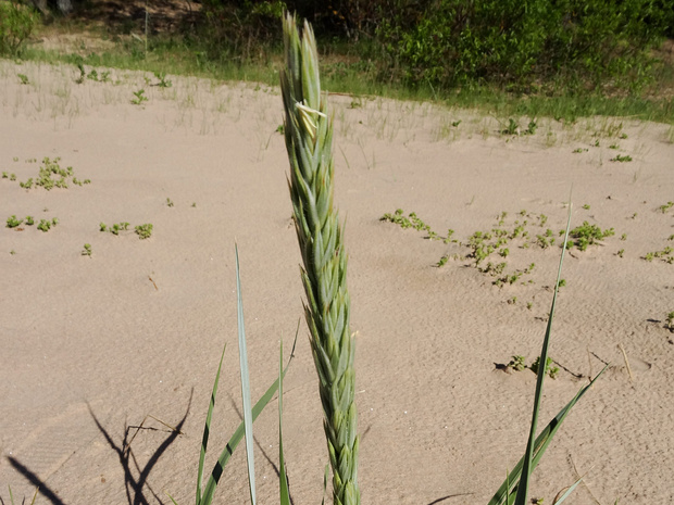 Пырей ситниковый - Elytrigia juncea