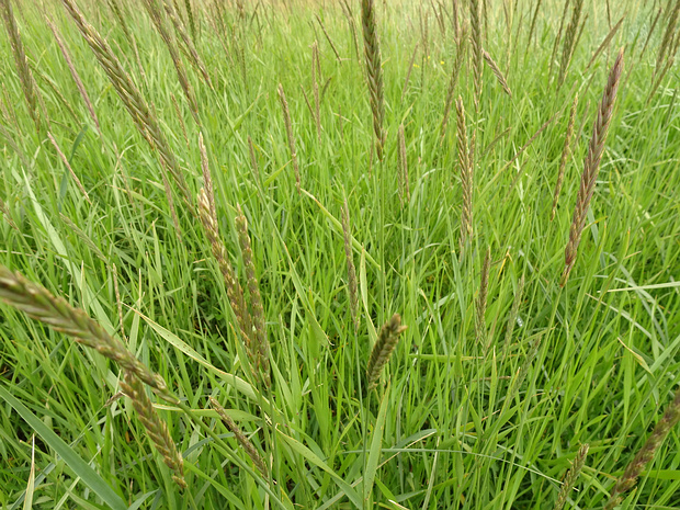 Пырейник лисохвостный - Elymus alapex