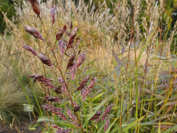 Серобородник сибирский - Spodiopogon sibiricus