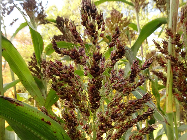 Сорго сахарный - Sorghum saccharatum