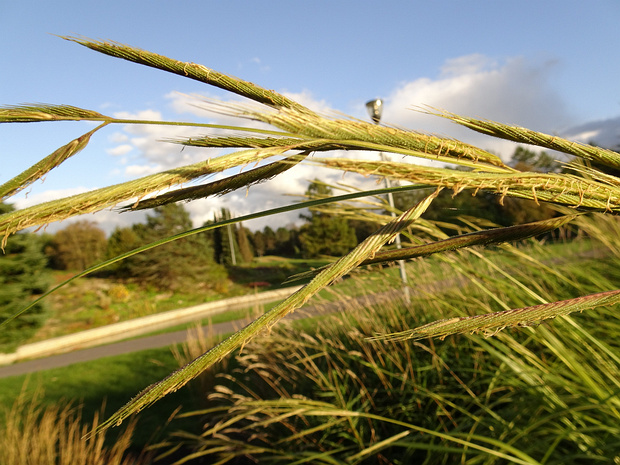 Спартина гребенчатая 'Золотой край' - Spartina pectinata 'Aureomarginata'