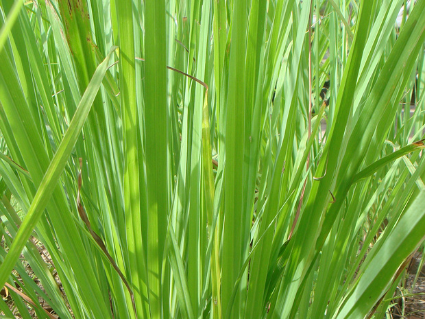 Цимбопогон цитратный - Cymbopogon cytratus