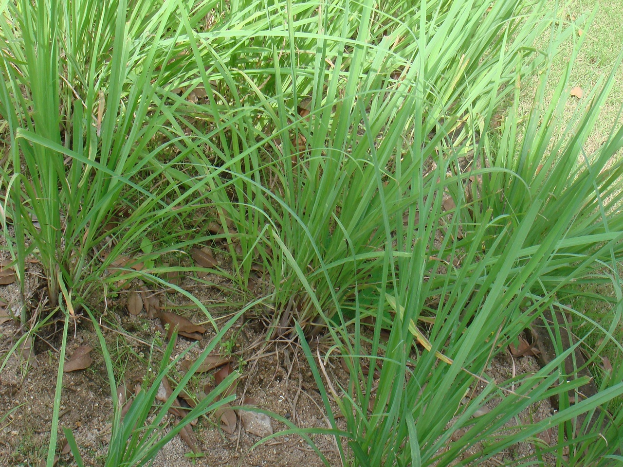 DSC05454