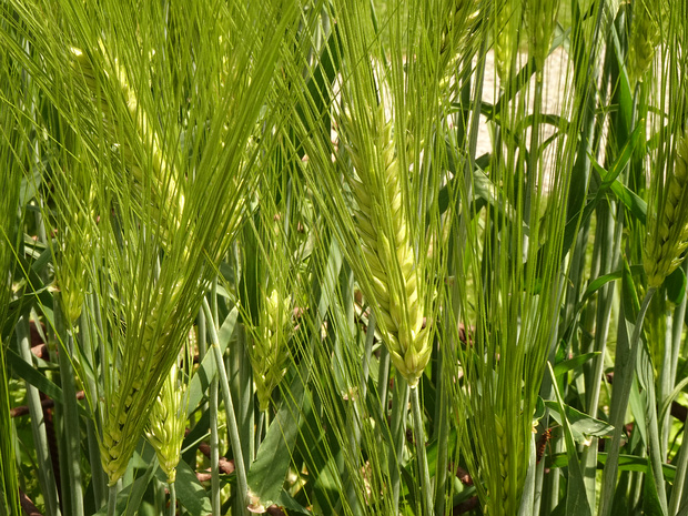 Ячмень обыкновенный 'Приятный' - Hordeum vulgare 'Plaisant'