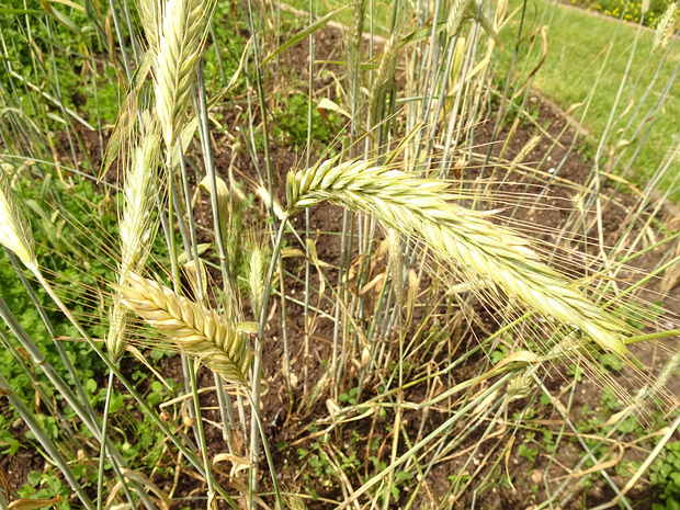 Ячмень обыкновенный - Hordeum vulgare