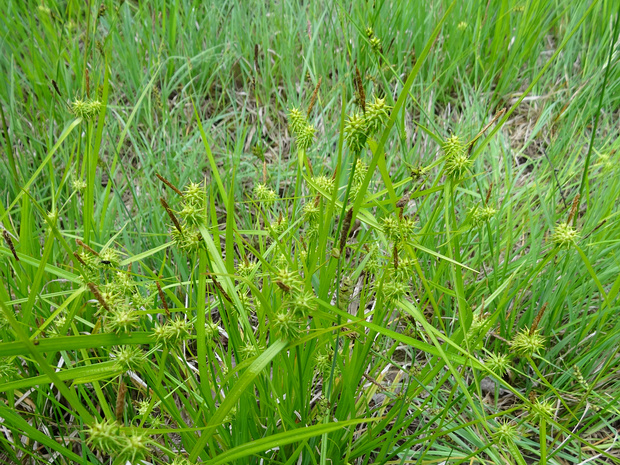 Осока золотистая - Carex lutea