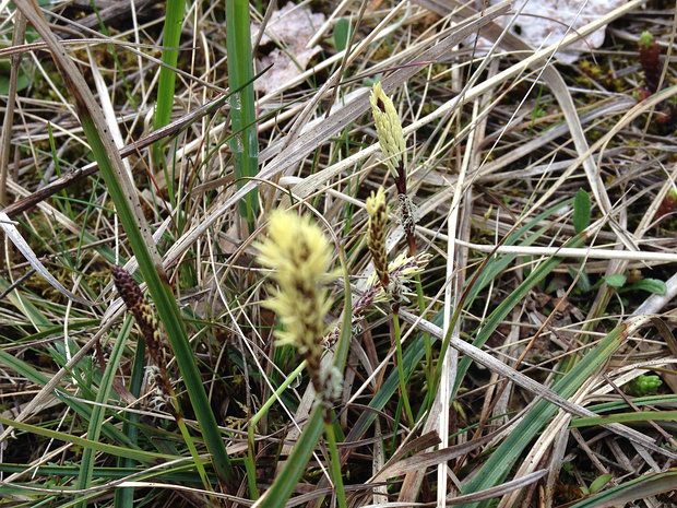 Осока низкая - Carex humilis