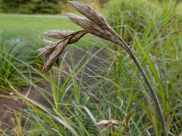 Осока пальмолистная - Carex muskingumensis