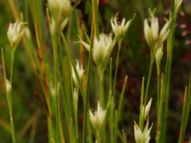 Очеретник белый - Rhynchospora alba