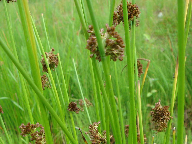 Схеноплектус, Камыш озёрный - Schoenoplectus lacustris