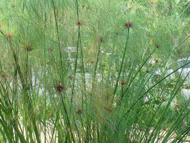Сыть папирусная - Cyperus papyrus
