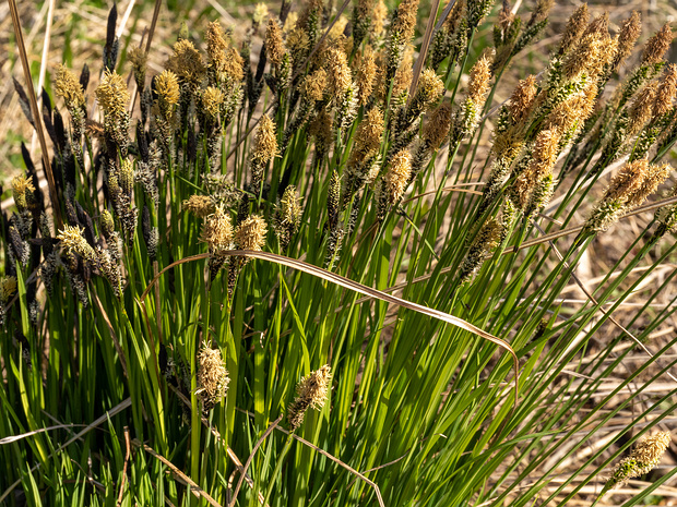 Осоковые - Cyperaceae