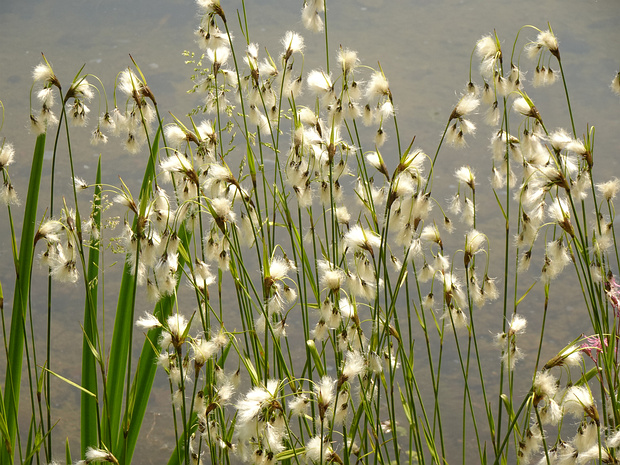 Пушица широколистная - Eriophorum latifolium