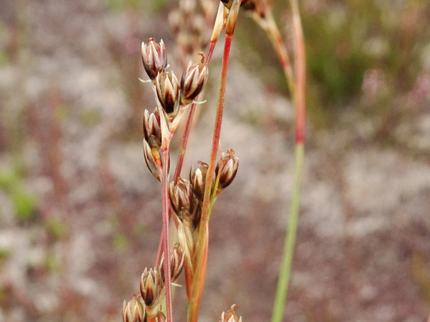 Ситник растопыренный - Juncus squarrosus