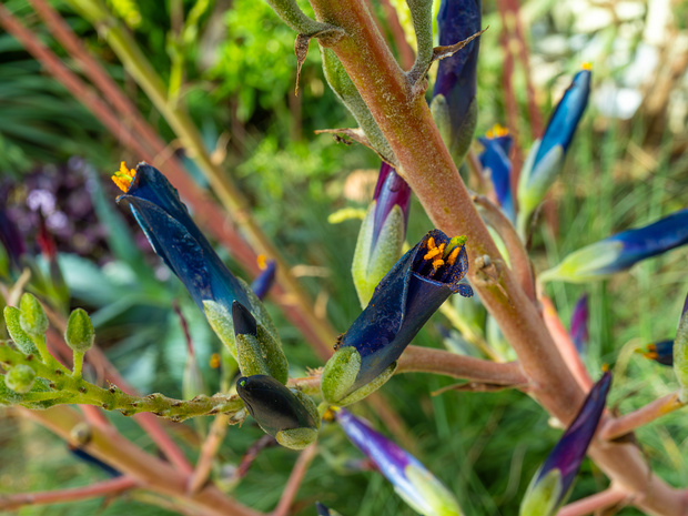Бромелиевые - Bromeliaceae The Bromeliaceae (the bromeliads) are a family of monocot flowering plants of 51 genera and around 3475 known species...