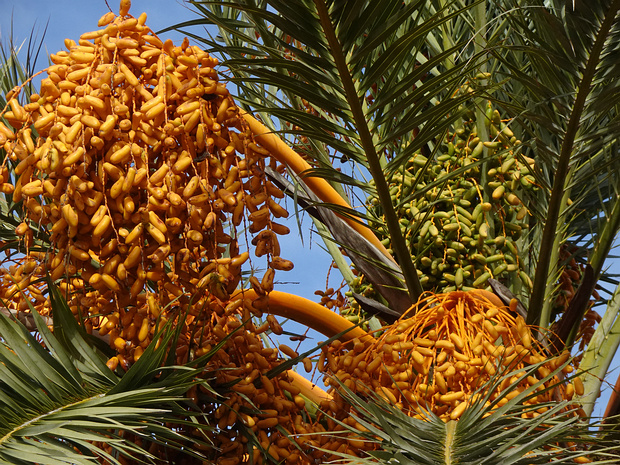 Пальмовые - Arecaceae
