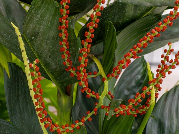 Хамедорея металлическая - Chamaedorea metallica