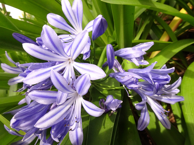 Агапантовые - Agapanthaceae