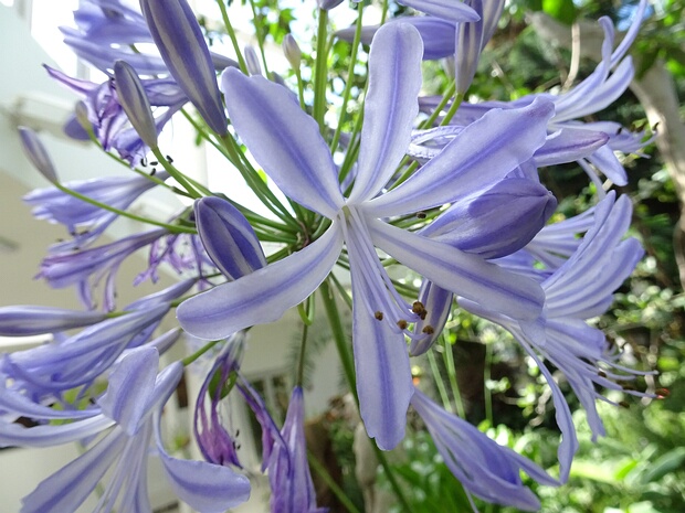 Агапантус африканский - Agapanthus africanus