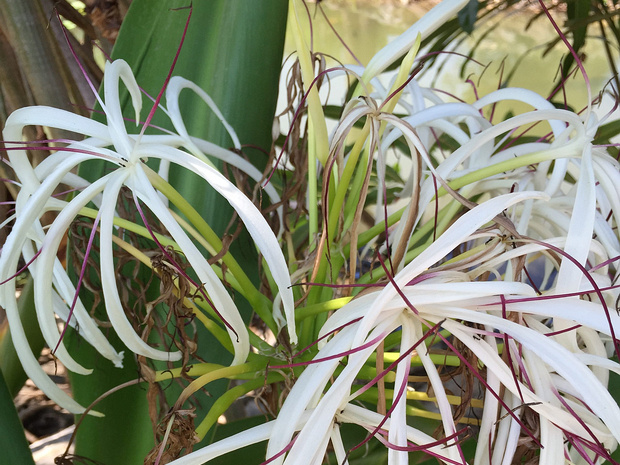 Кринум азиатский - Crinum asiaticum