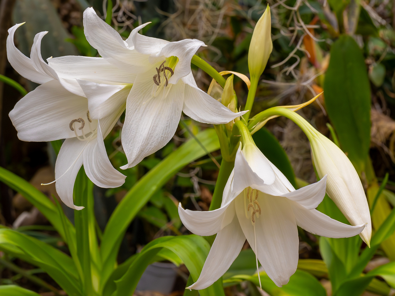 Crinum x powellii 'Album' _2025-04-12_1-1