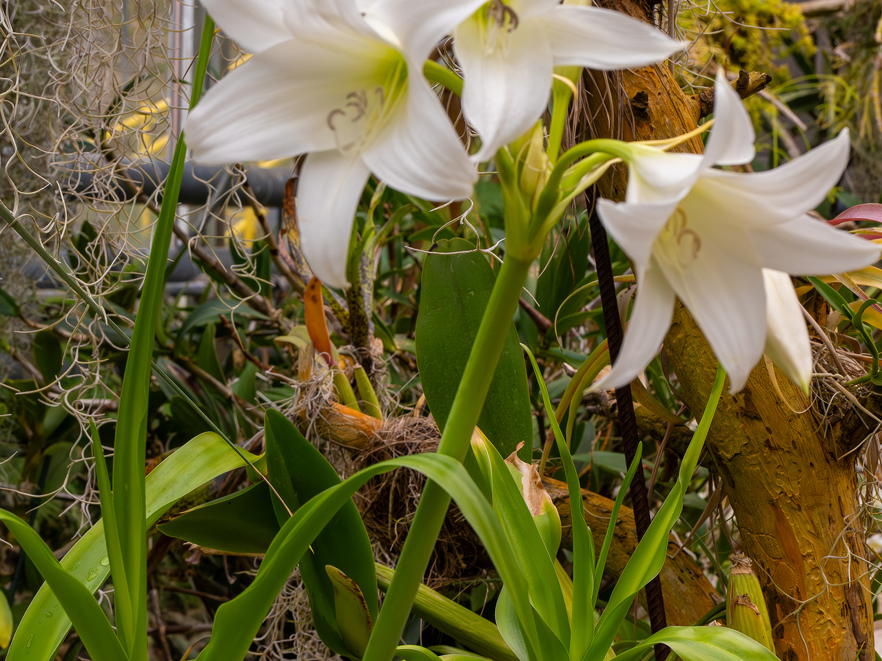 Crinum x powellii 'Album' _2025-04-12_1-4