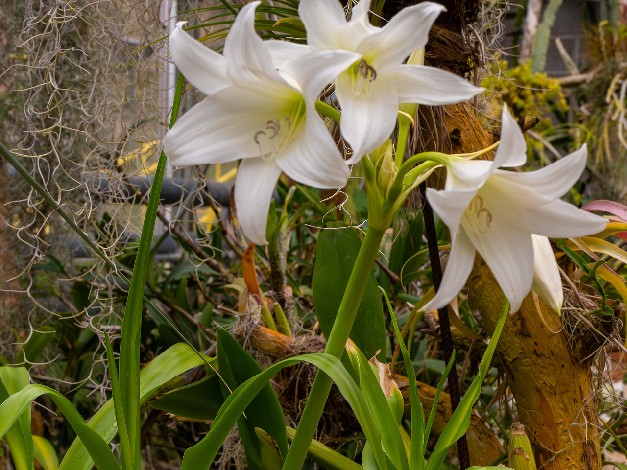 Crinum x powellii 'Album' _2025-04-12_1-5