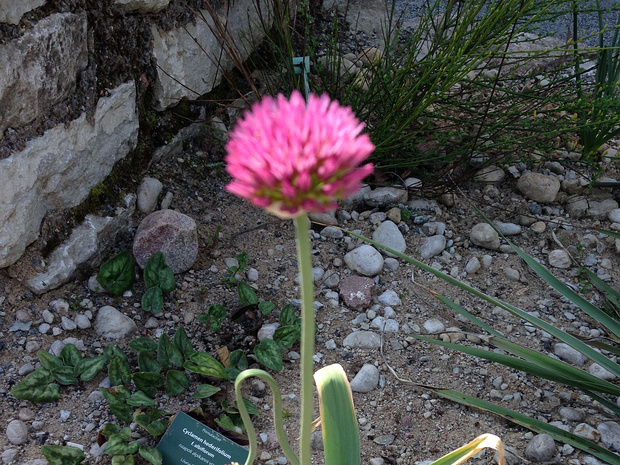 Лук Винклера - Allium winklerianum