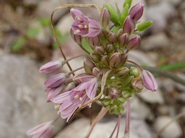 Лук Кунта - Allium kunthianum