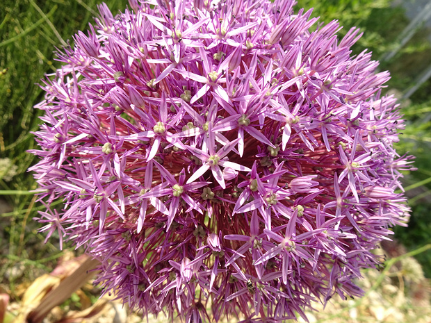 Лук Христофа - Allium cristophii