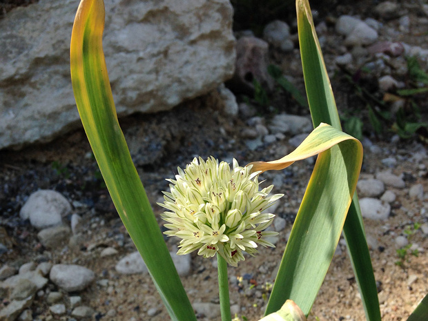 Лук дарвазский - Allium darwasicum