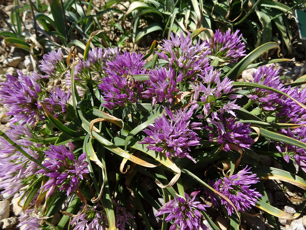 Лук ложнолистный - Allium falcifolium