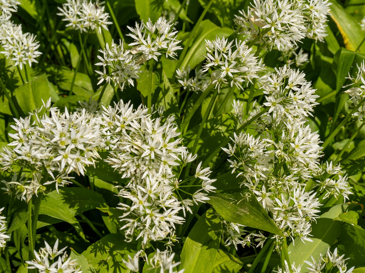 Allium ursinum _2025-06-01_1-4