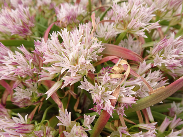 Лук мелкогородчатый - Allium crenulatum
