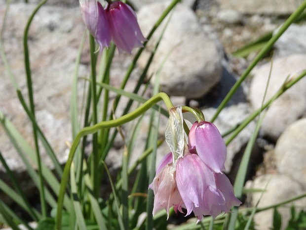 Лук нарциссоцветный - Allium narcissiflorum